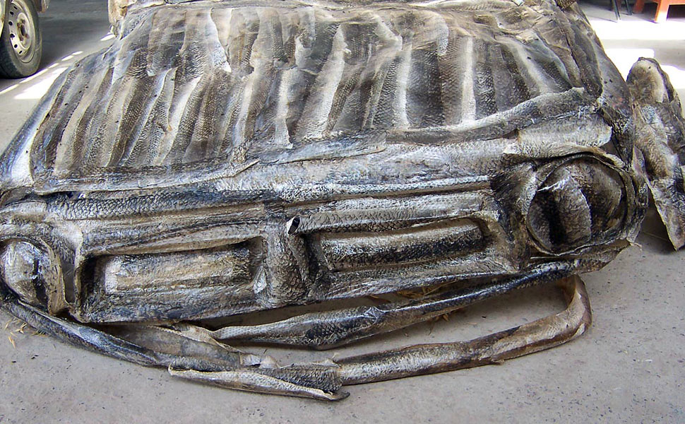 Shredded-skin-fish-car-detail-front-body